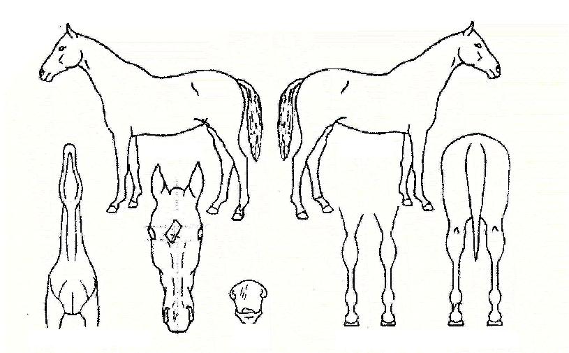 �����ĵ��� ����,���,�޸�,�λ�,�ٸ��� Ư¡����