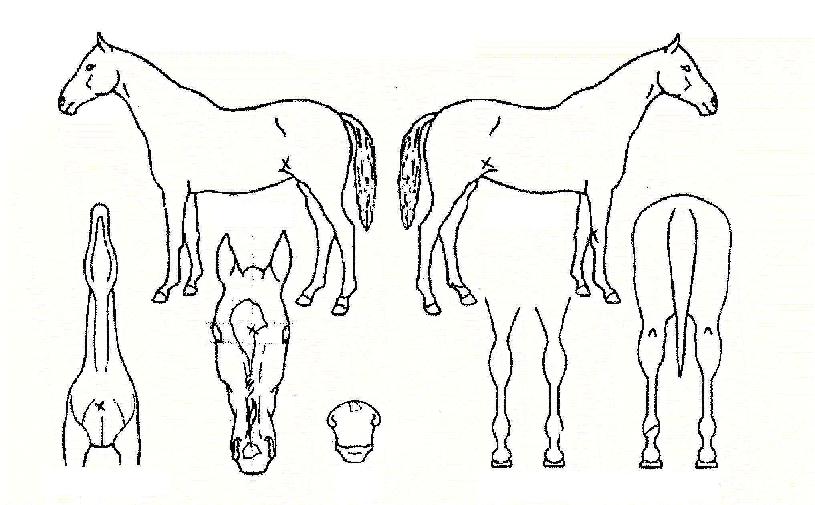 �ε巯���� ����,���,�޸�,�λ�,�ٸ��� Ư¡����