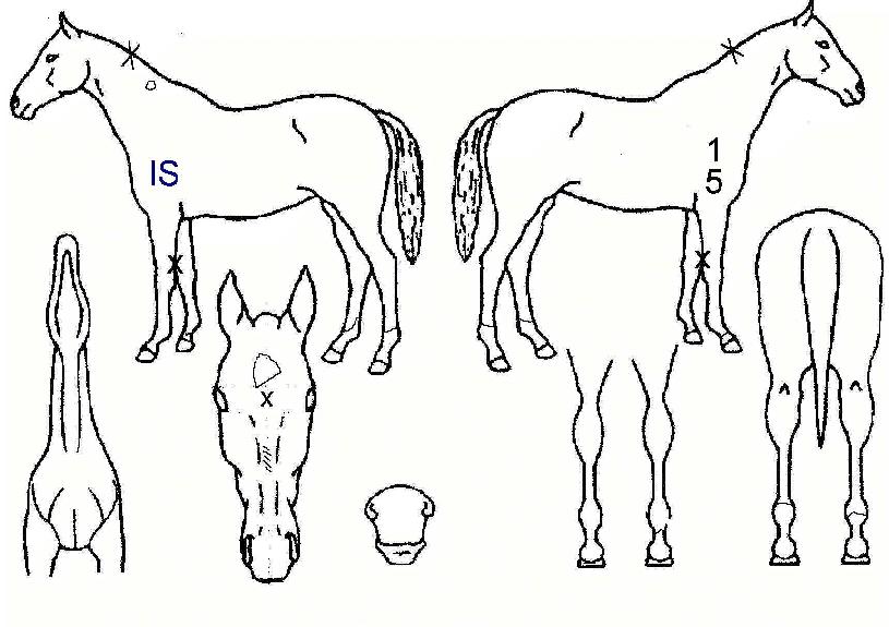 ¼±»þÀμöÀÇ Ãø¸é,¿ì¸é,µÞ¸é,µÎ»ó,´Ù¸®ÀÇ Æ¯Â¡µµÇØ