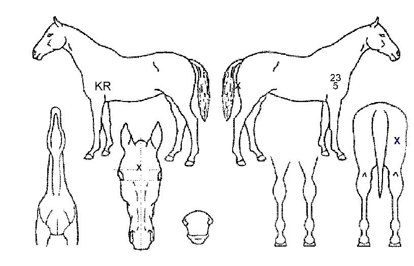 Àú½ºÆ®ÃÝÀ̽ºÀÇ Ãø¸é,¿ì¸é,µÞ¸é,µÎ»ó,´Ù¸®ÀÇ Æ¯Â¡µµÇØ