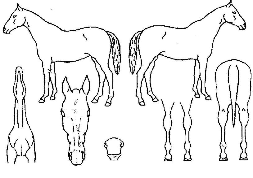 ĵ��ĳġ���� ����,���,�޸�,�λ�,�ٸ��� Ư¡����