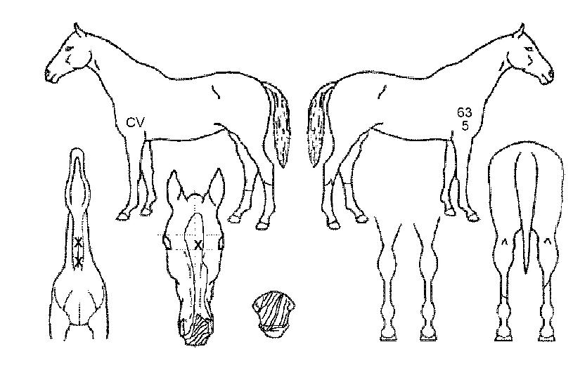 �������� ����,���,�޸�,�λ�,�ٸ��� Ư¡����