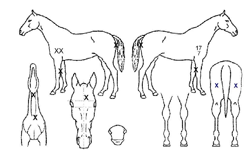 µµ½ÉÀÇ Ãø¸é,¿ì¸é,µÞ¸é,µÎ»ó,´Ù¸®ÀÇ Æ¯Â¡µµÇØ