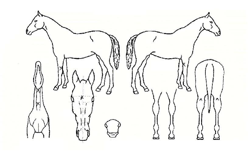 Ȳ�ݻ���� ����,���,�޸�,�λ�,�ٸ��� Ư¡����