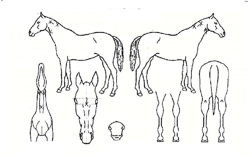 ÇØ¶õ°ÀÇ Ãø¸é,¿ì¸é,µÞ¸é,µÎ»ó,´Ù¸®ÀÇ Æ¯Â¡µµÇØ