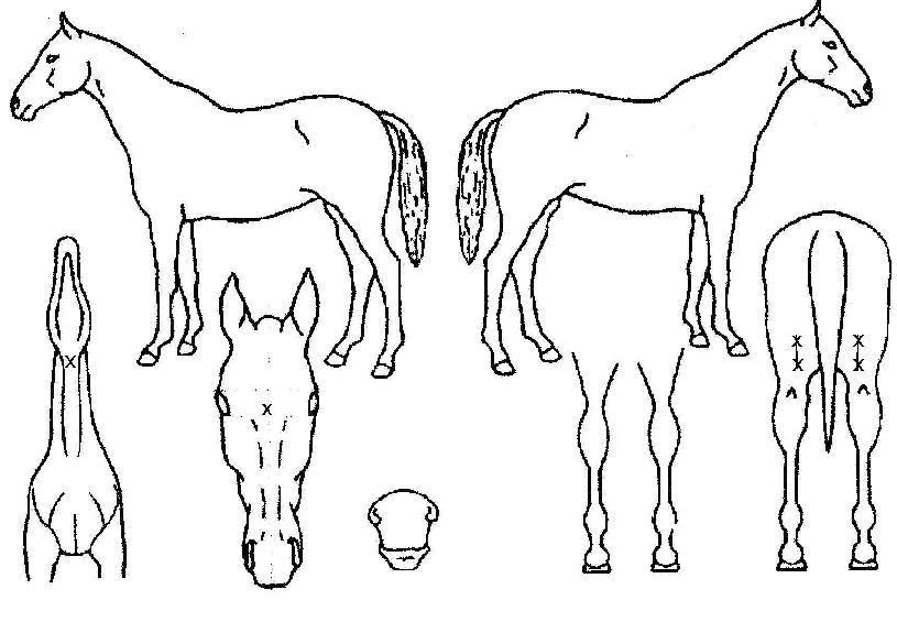 �̸���ħ�� ����,���,�޸�,�λ�,�ٸ��� Ư¡����