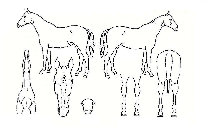 ±¸·æ·ÉÀÇ Ãø¸é,¿ì¸é,µÞ¸é,µÎ»ó,´Ù¸®ÀÇ Æ¯Â¡µµÇØ