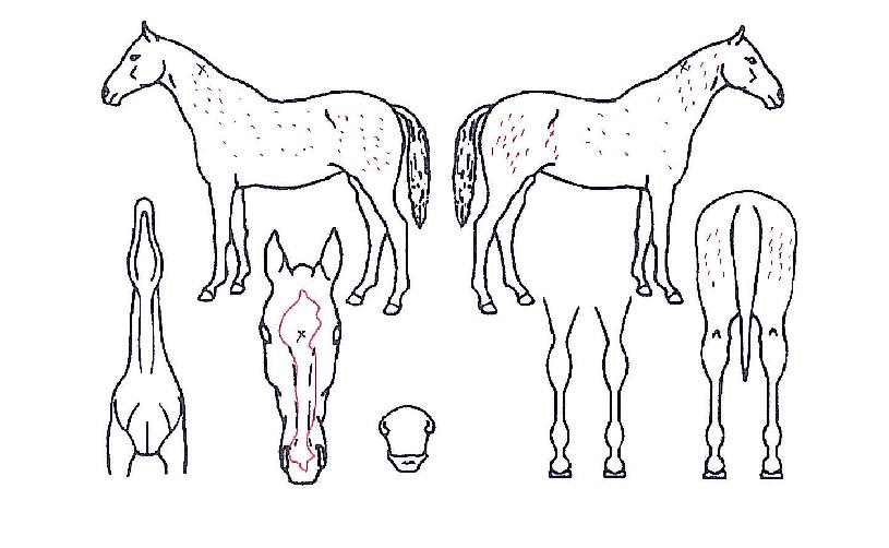 °ü½É¹ýÀÇ Ãø¸é,¿ì¸é,µÞ¸é,µÎ»ó,´Ù¸®ÀÇ Æ¯Â¡µµÇØ