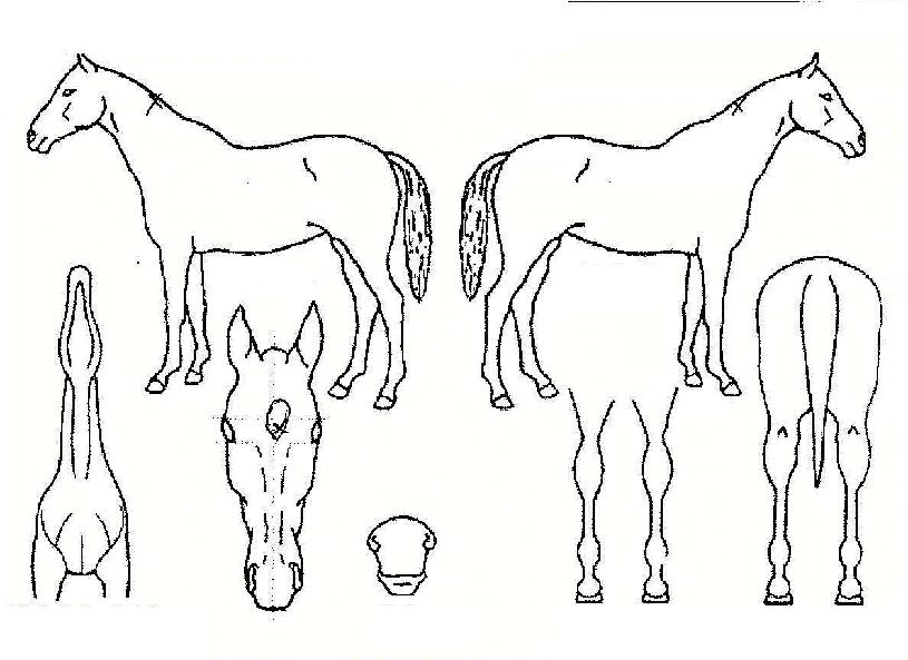 ¸ÞÀÌÀú¸®°ÅÀÇ Ãø¸é,¿ì¸é,µÞ¸é,µÎ»ó,´Ù¸®ÀÇ Æ¯Â¡µµÇØ