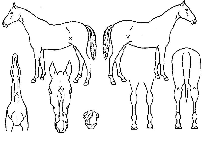 ������� ����,���,�޸�,�λ�,�ٸ��� Ư¡����