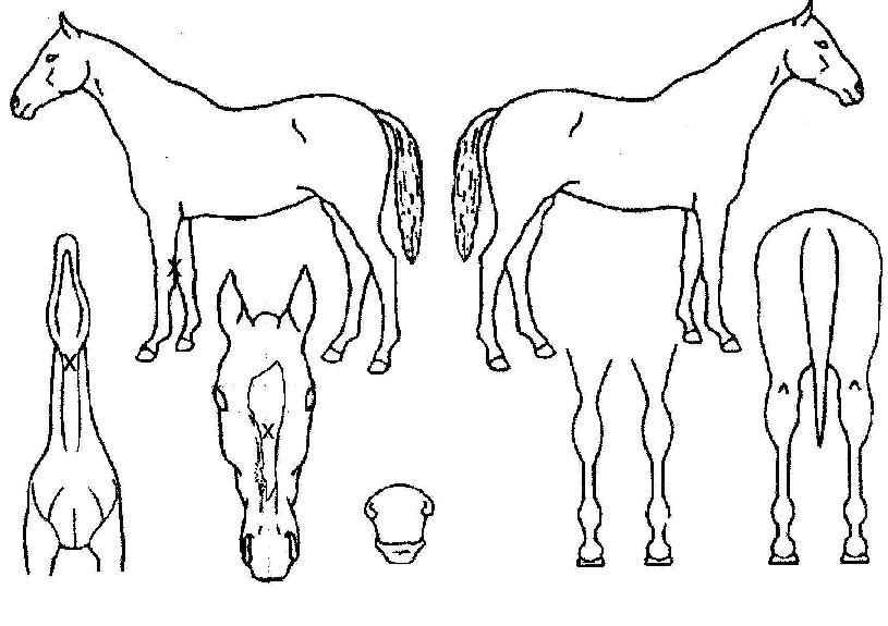 ��ȭ���� ����,���,�޸�,�λ�,�ٸ��� Ư¡����