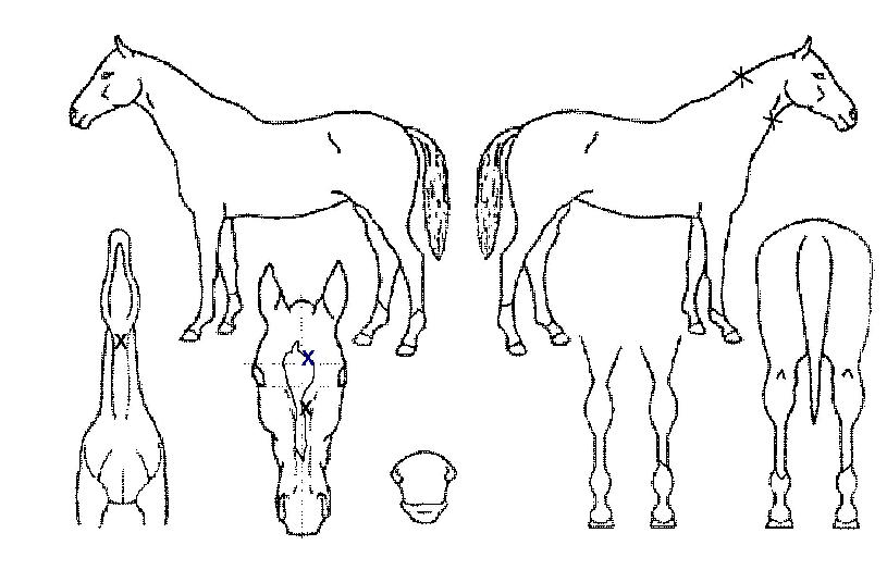 ´Ô°úÇÔ²²ÀÇ Ãø¸é,¿ì¸é,µÞ¸é,µÎ»ó,´Ù¸®ÀÇ Æ¯Â¡µµÇØ