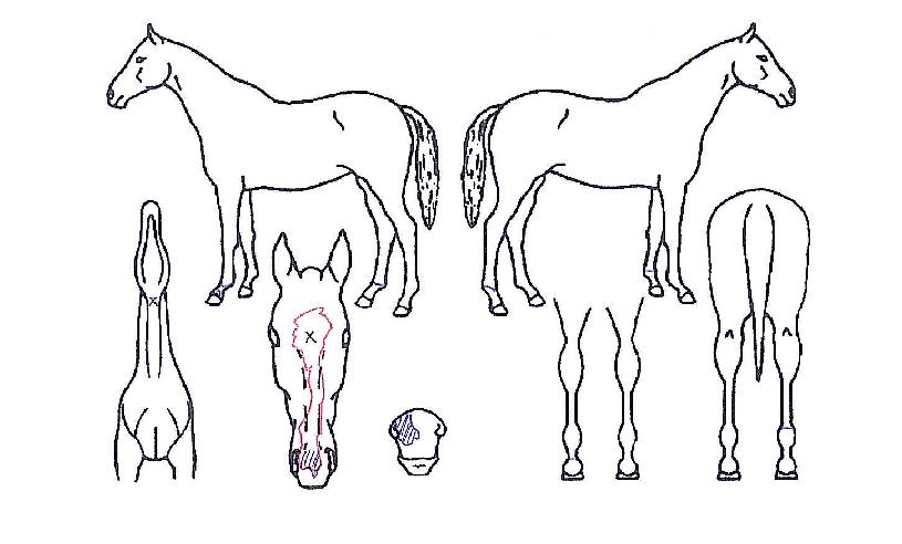 ´ºÇÊ´õÀÇ Ãø¸é,¿ì¸é,µÞ¸é,µÎ»ó,´Ù¸®ÀÇ Æ¯Â¡µµÇØ