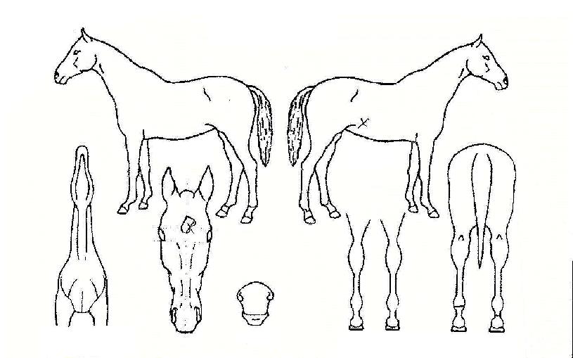 �ڽŸ����� ����,���,�޸�,�λ�,�ٸ��� Ư¡����