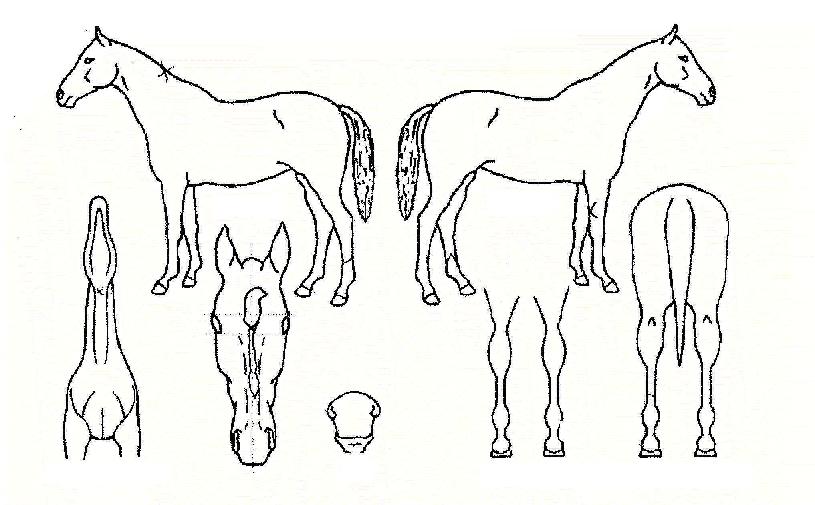 ����¡�� ����,���,�޸�,�λ�,�ٸ��� Ư¡����