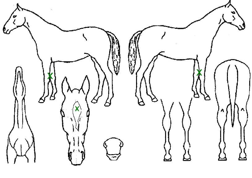 ���밭ȣ�� ����,���,�޸�,�λ�,�ٸ��� Ư¡����