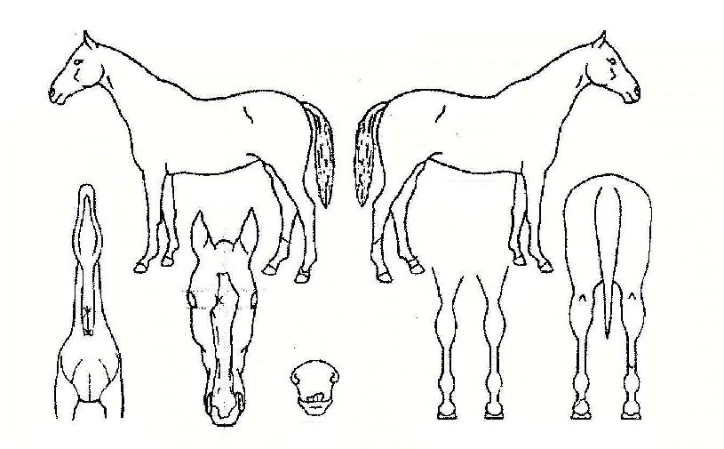 ¼±µ¥ÀÌ·¯ºêÀÇ Ãø¸é,¿ì¸é,µÞ¸é,µÎ»ó,´Ù¸®ÀÇ Æ¯Â¡µµÇØ