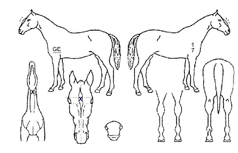 �ν�źƮ�������� ����,���,�޸�,�λ�,�ٸ��� Ư¡����