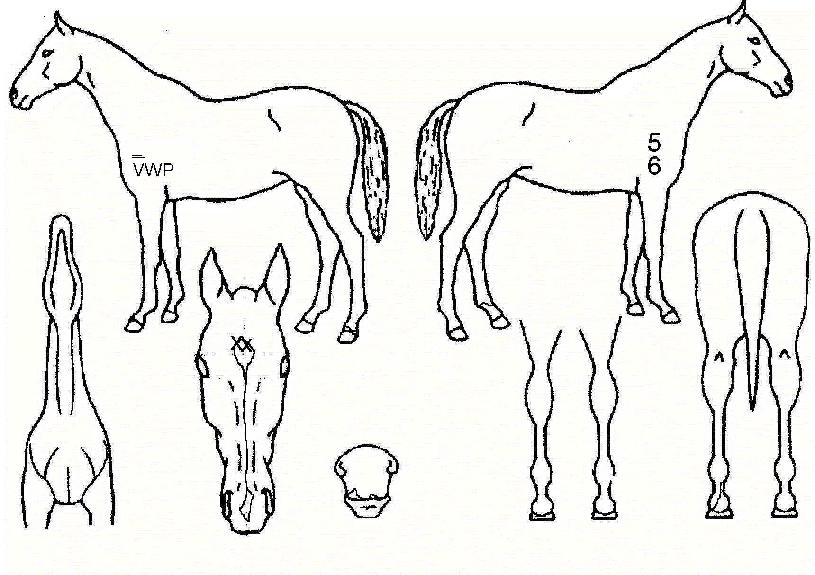 Áö¾ÆÀÌÁ¦ÀÎÀÇ Ãø¸é,¿ì¸é,µÞ¸é,µÎ»ó,´Ù¸®ÀÇ Æ¯Â¡µµÇØ