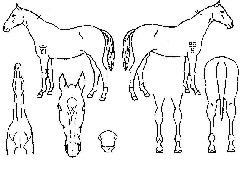 DzÈúÀÇ Ãø¸é,¿ì¸é,µÞ¸é,µÎ»ó,´Ù¸®ÀÇ Æ¯Â¡µµÇØ