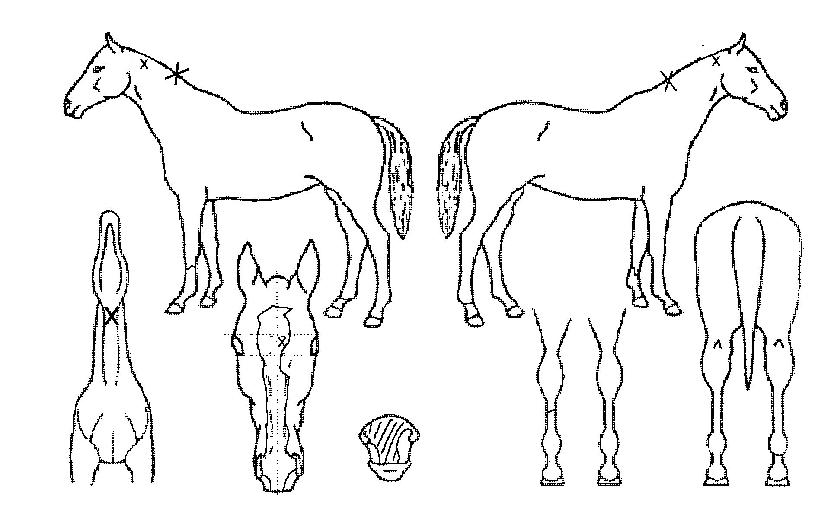 ŷ���� ����,���,�޸�,�λ�,�ٸ��� Ư¡����