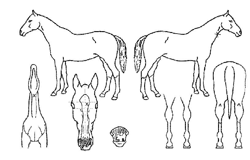 È£±¹·æÀÇ Ãø¸é,¿ì¸é,µÞ¸é,µÎ»ó,´Ù¸®ÀÇ Æ¯Â¡µµÇØ