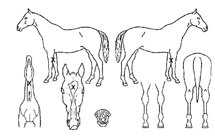 ¼±µÎÁöÈÖÀÇ Ãø¸é,¿ì¸é,µÞ¸é,µÎ»ó,´Ù¸®ÀÇ Æ¯Â¡µµÇØ