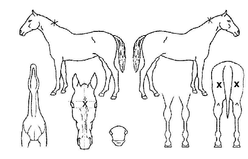 �����̼��� ����,���,�޸�,�λ�,�ٸ��� Ư¡����