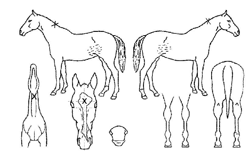 ������ ����,���,�޸�,�λ�,�ٸ��� Ư¡����