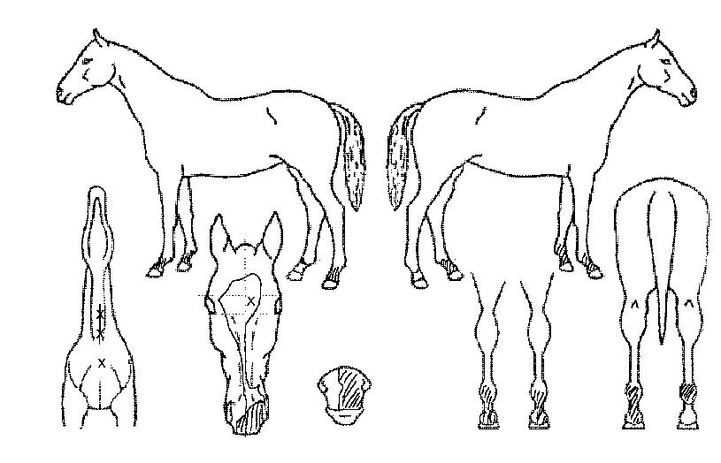 ���ŵ��� ����,���,�޸�,�λ�,�ٸ��� Ư¡����