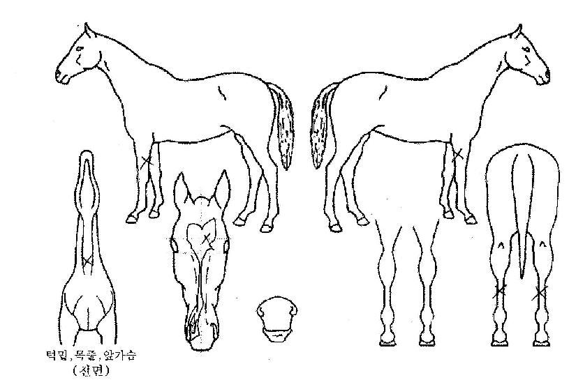 ������ ����,���,�޸�,�λ�,�ٸ��� Ư¡����