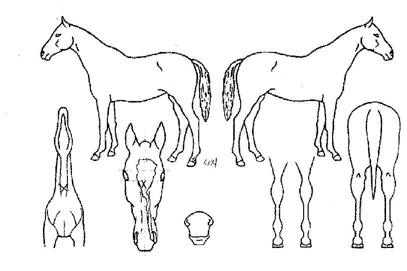 ��������� ����,���,�޸�,�λ�,�ٸ��� Ư¡����