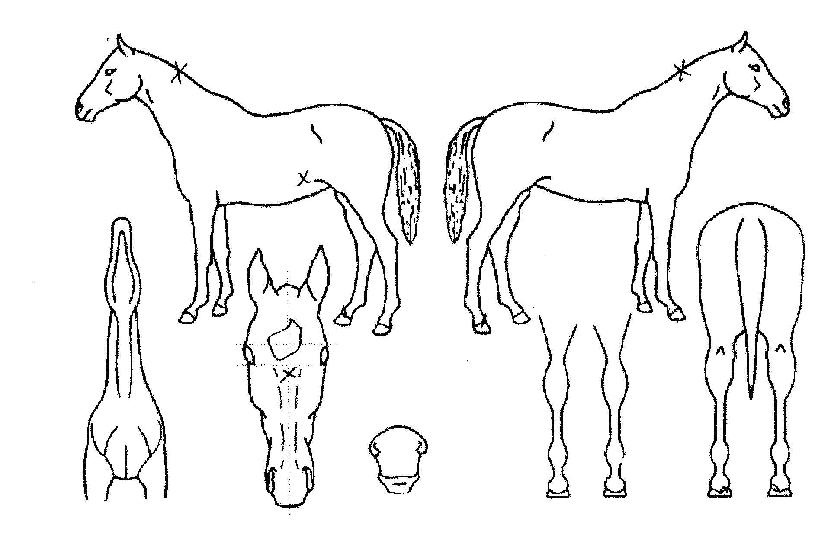 À̰»êÀÇ Ãø¸é,¿ì¸é,µÞ¸é,µÎ»ó,´Ù¸®ÀÇ Æ¯Â¡µµÇØ