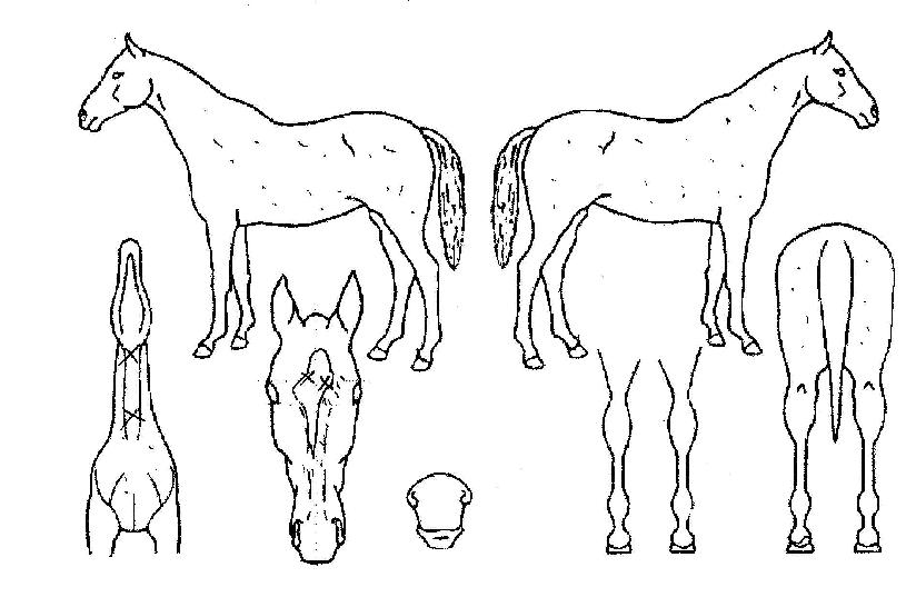 û´ãÃàÁ¦ÀÇ Ãø¸é,¿ì¸é,µÞ¸é,µÎ»ó,´Ù¸®ÀÇ Æ¯Â¡µµÇØ