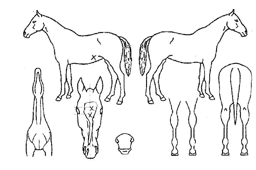 °úõÀÇ¸í¿¹ÀÇ Ãø¸é,¿ì¸é,µÞ¸é,µÎ»ó,´Ù¸®ÀÇ Æ¯Â¡µµÇØ