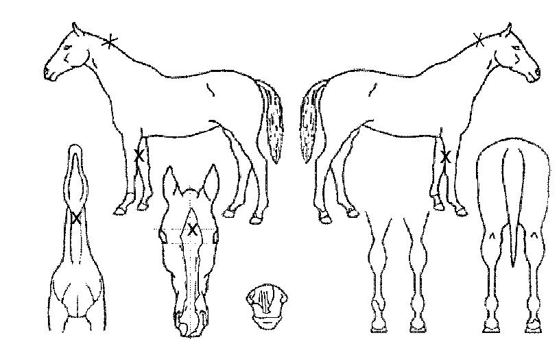 ���ǵ��۽�Ʈ�� ����,���,�޸�,�λ�,�ٸ��� Ư¡����