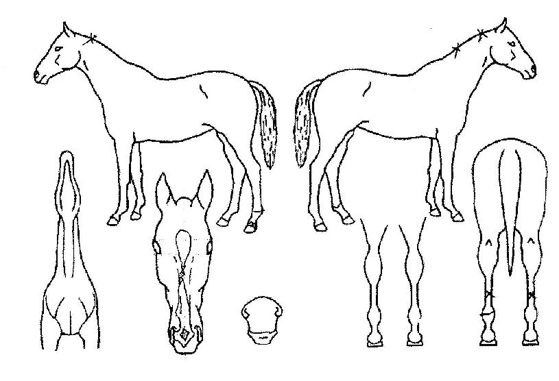 ¿î¾ÇÇàÁøÀÇ Ãø¸é,¿ì¸é,µÞ¸é,µÎ»ó,´Ù¸®ÀÇ Æ¯Â¡µµÇØ