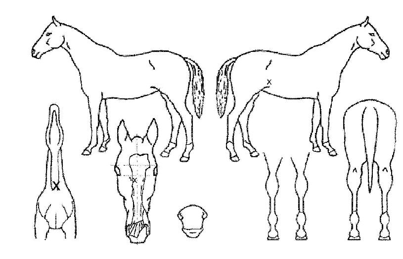 õ���� ����,���,�޸�,�λ�,�ٸ��� Ư¡����