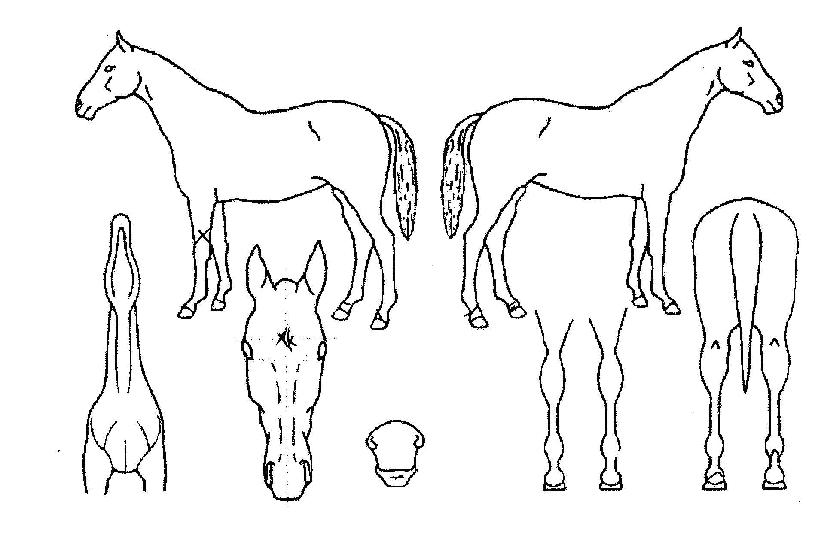 õÁöÆòÁ¤ÀÇ Ãø¸é,¿ì¸é,µÞ¸é,µÎ»ó,´Ù¸®ÀÇ Æ¯Â¡µµÇØ