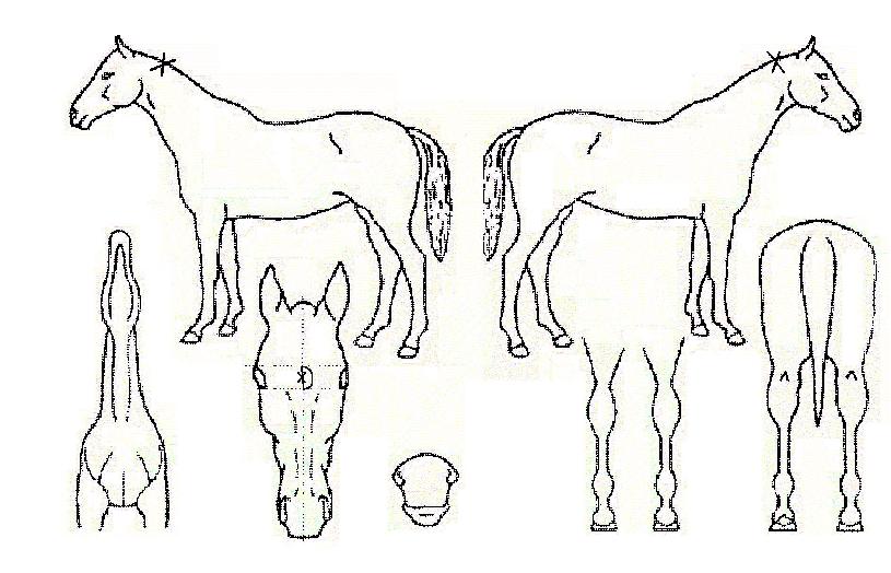 ÃàÁöµµ»çÀÇ Ãø¸é,¿ì¸é,µÞ¸é,µÎ»ó,´Ù¸®ÀÇ Æ¯Â¡µµÇØ