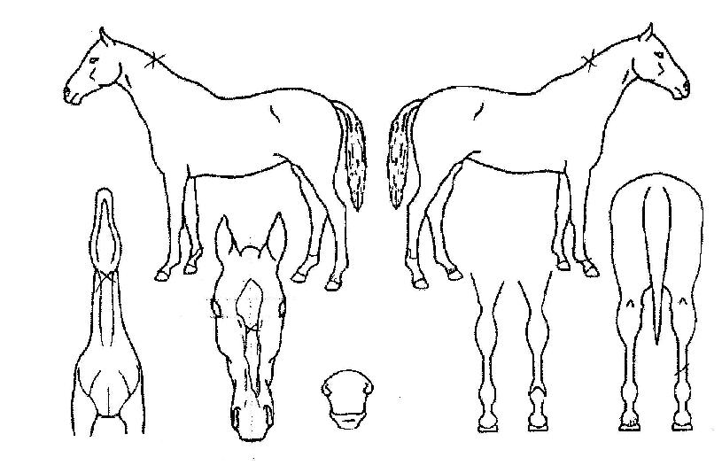 ����ġ�ڸ��� ����,���,�޸�,�λ�,�ٸ��� Ư¡����