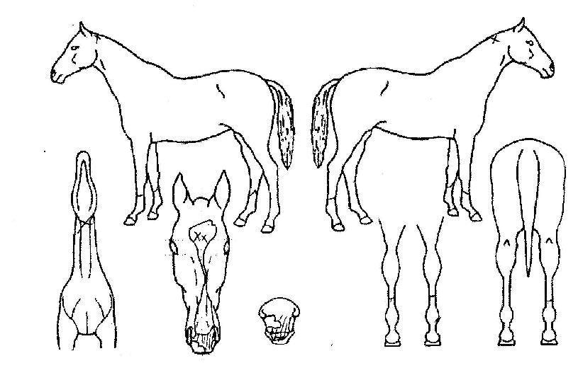 ´Ãºû³ªÀÇ Ãø¸é,¿ì¸é,µÞ¸é,µÎ»ó,´Ù¸®ÀÇ Æ¯Â¡µµÇØ