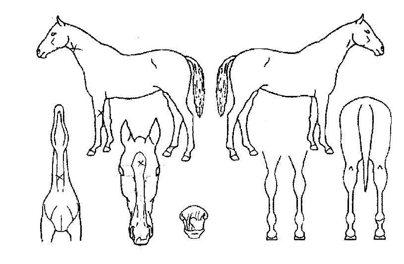 ĭ���Ͻ��� ����,���,�޸�,�λ�,�ٸ��� Ư¡����