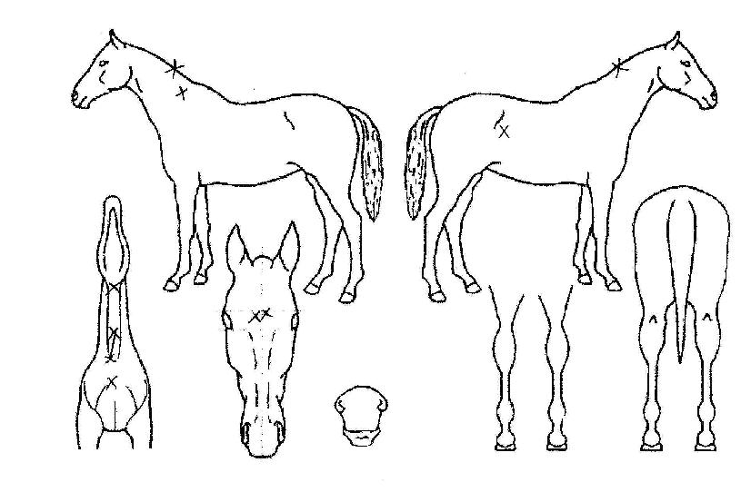 �ָӷ����� ����,���,�޸�,�λ�,�ٸ��� Ư¡����