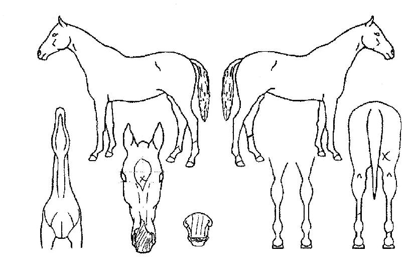 �����̰��� ����,���,�޸�,�λ�,�ٸ��� Ư¡����