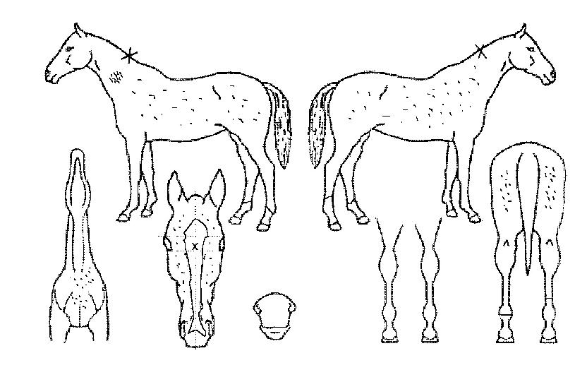 ¼±ºÀÀ屺ÀÇ Ãø¸é,¿ì¸é,µÞ¸é,µÎ»ó,´Ù¸®ÀÇ Æ¯Â¡µµÇØ