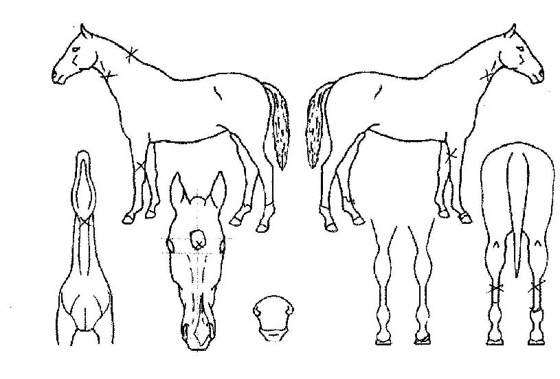 ÇöóÀÌÅõ³ªÀÕÀÇ Ãø¸é,¿ì¸é,µÞ¸é,µÎ»ó,´Ù¸®ÀÇ Æ¯Â¡µµÇØ