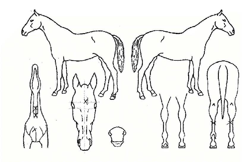 ÈȯÀÇ Ãø¸é,¿ì¸é,µÞ¸é,µÎ»ó,´Ù¸®ÀÇ Æ¯Â¡µµÇØ