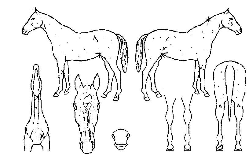 ÇÁ¶óÀ̵½¸¶À̶óÀÙÀÚ¸¶ÀÇ Ãø¸é,¿ì¸é,µÞ¸é,µÎ»ó,´Ù¸®ÀÇ Æ¯Â¡µµÇØ