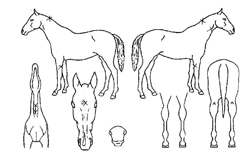 À±´çÀÇ Ãø¸é,¿ì¸é,µÞ¸é,µÎ»ó,´Ù¸®ÀÇ Æ¯Â¡µµÇØ